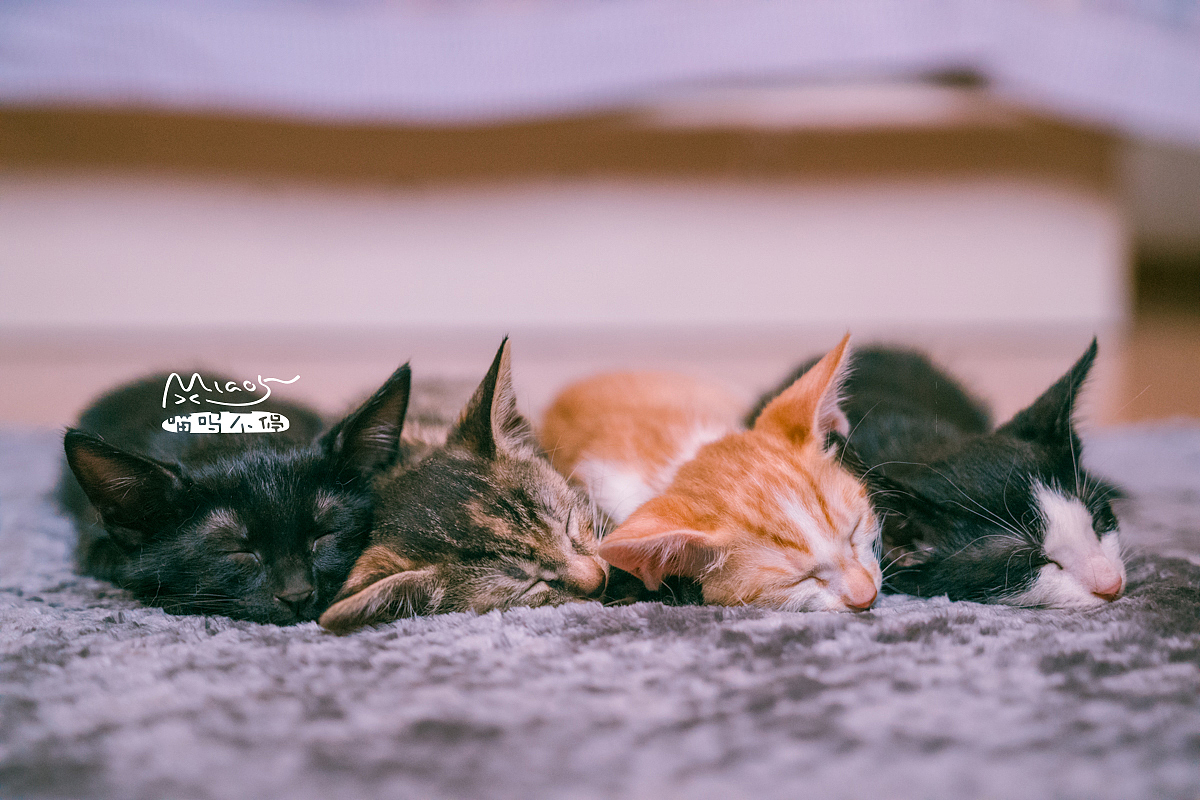 朋友家收养的奶猫们毕业啦（图ZOTAyMTAzMTY=） - 宠物摄影 - 站酷设计师喵呜不停原创素材 - 站酷ZCOOL