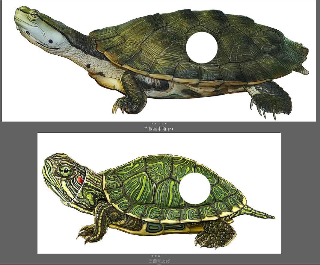 水龟插画(三)