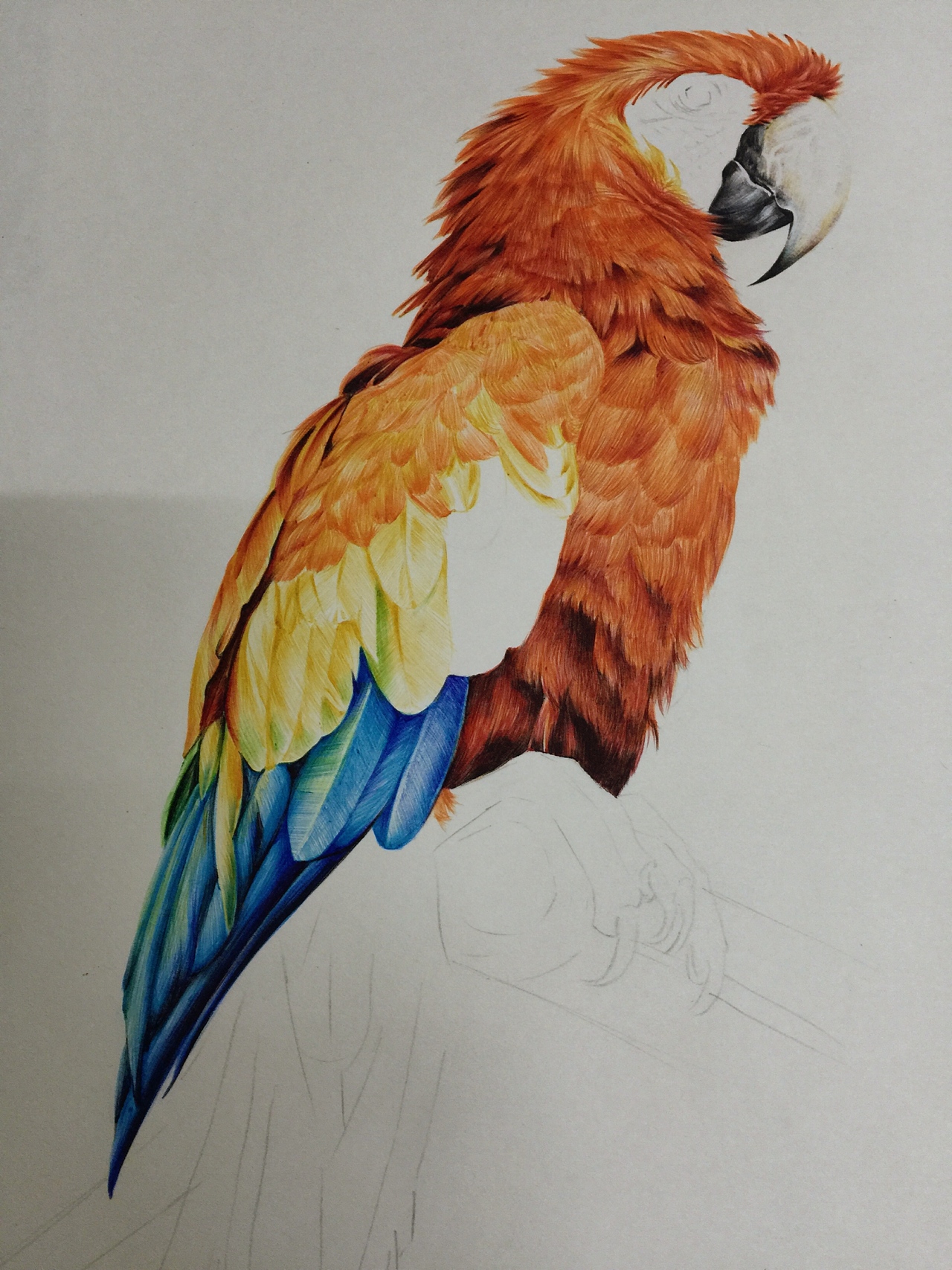 【圆珠笔画】炫彩金刚大鹦鹉（图ZMTE4NDM1OTQ4） - 绘画 - 站酷设计师粉红豹的蔑视原创素材 - 站酷ZCOOL