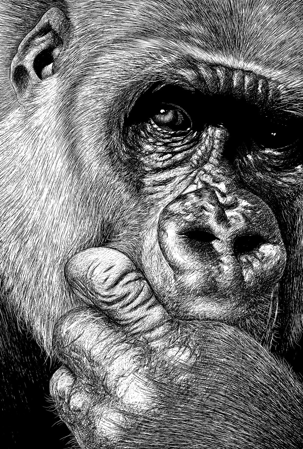 楚歌钢笔画-动物系列（图ZMTIxNDI5NzI=） - 艺术插画 - 站酷设计师楚歌76原创素材 - 站酷ZCOOL