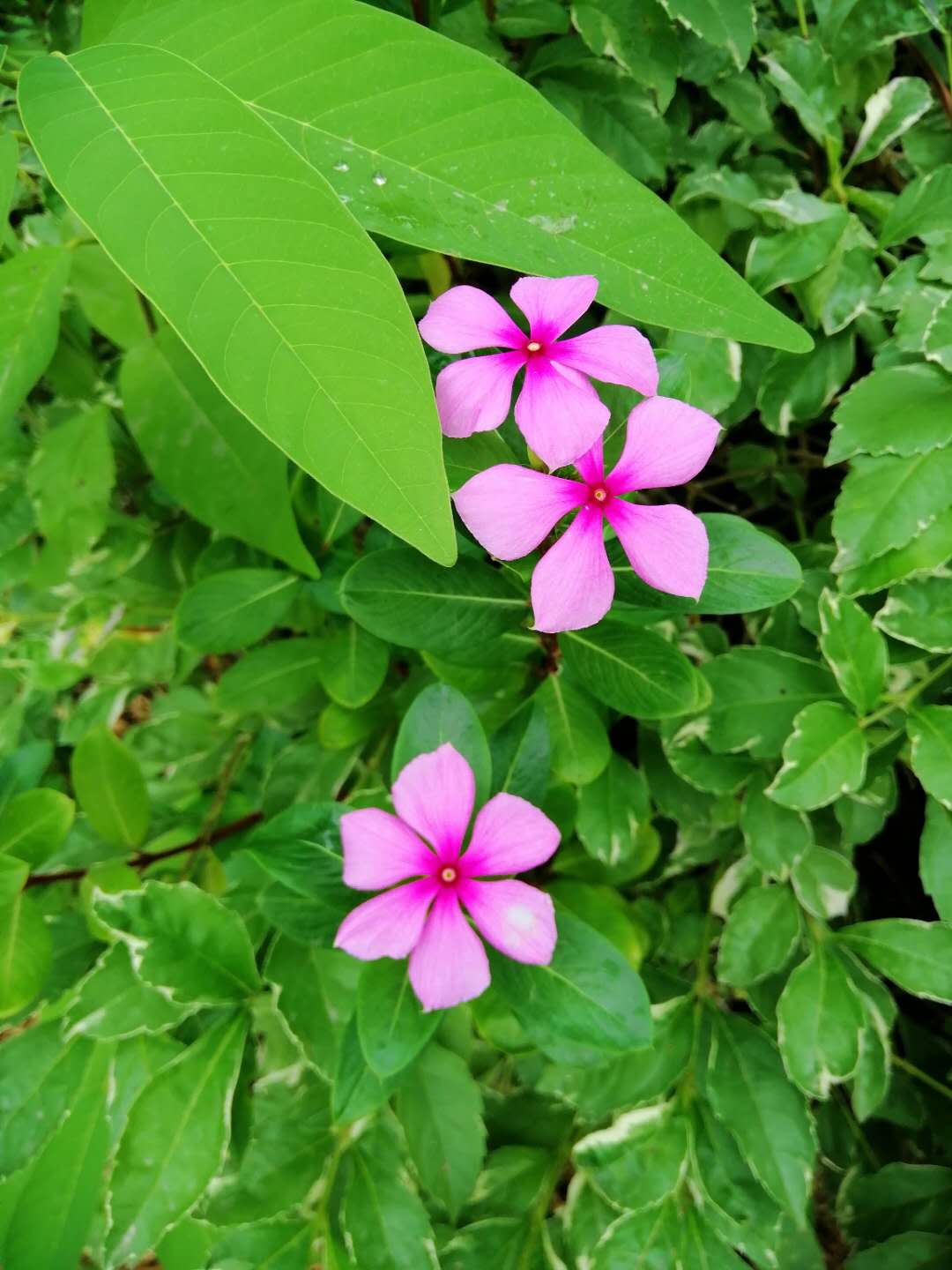 木子李燕的个人主页（背景预览） - 主页背景设置 - 站酷设计师木子李燕原创素材 - 站酷ZCOOL