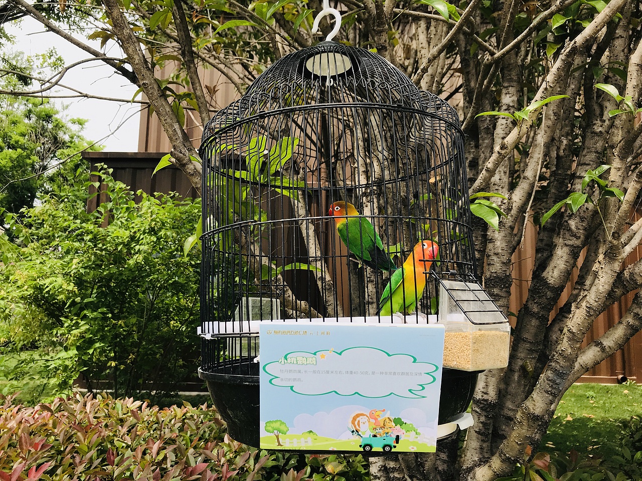 萌宠百鸟展（万达广场）（图ZMjA1NTU2MTAw） - 人文/纪实摄影 - 站酷设计师放狼的小羊原创素材 - 站酷ZCOOL