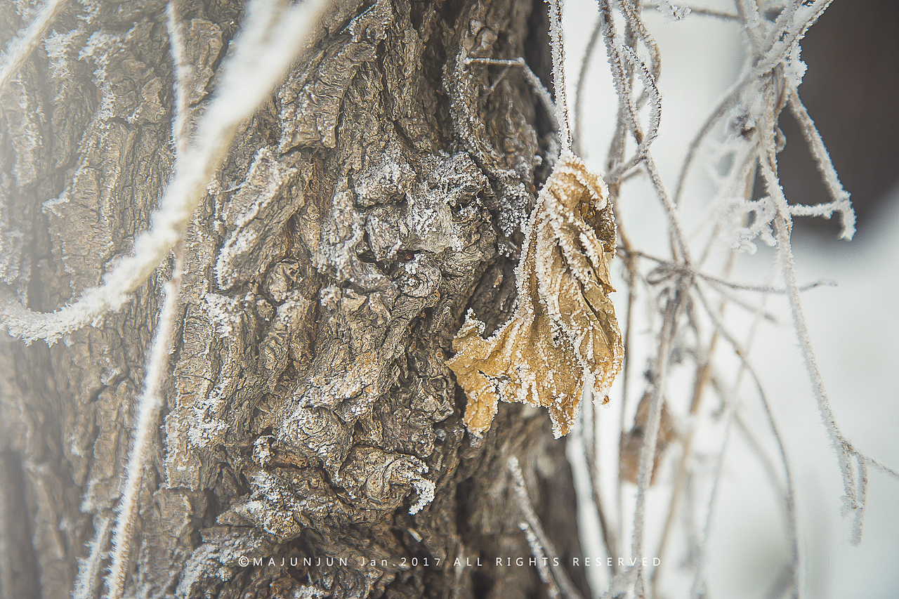 很遗憾，天气不够晴朗，没有足够的水汽，今天的雾凇并未成形