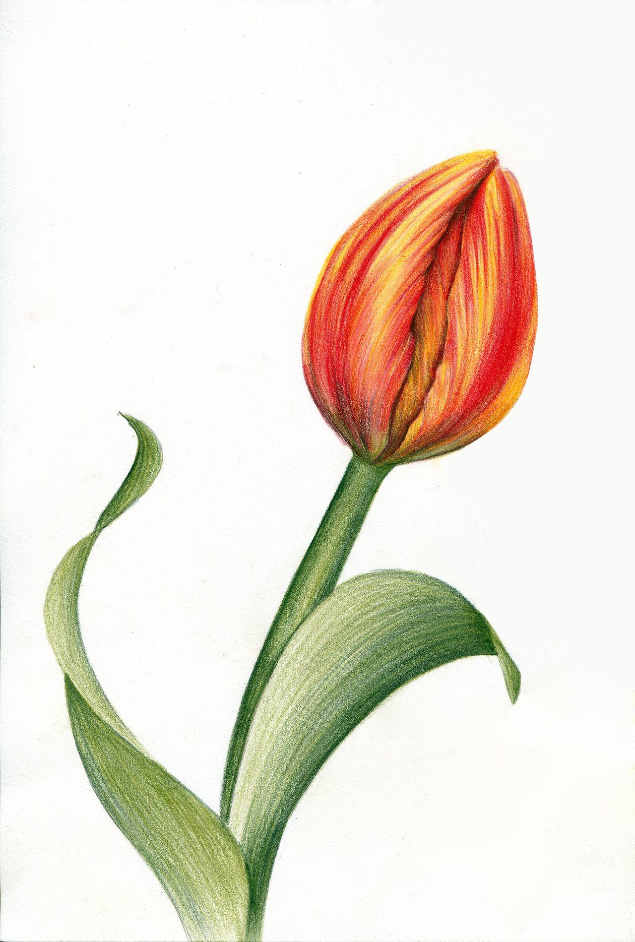 郁金香（图ZMjU0NDgyOTQw） - 绘画 - 站酷设计师可小萌kiko原创素材 - 站酷ZCOOL