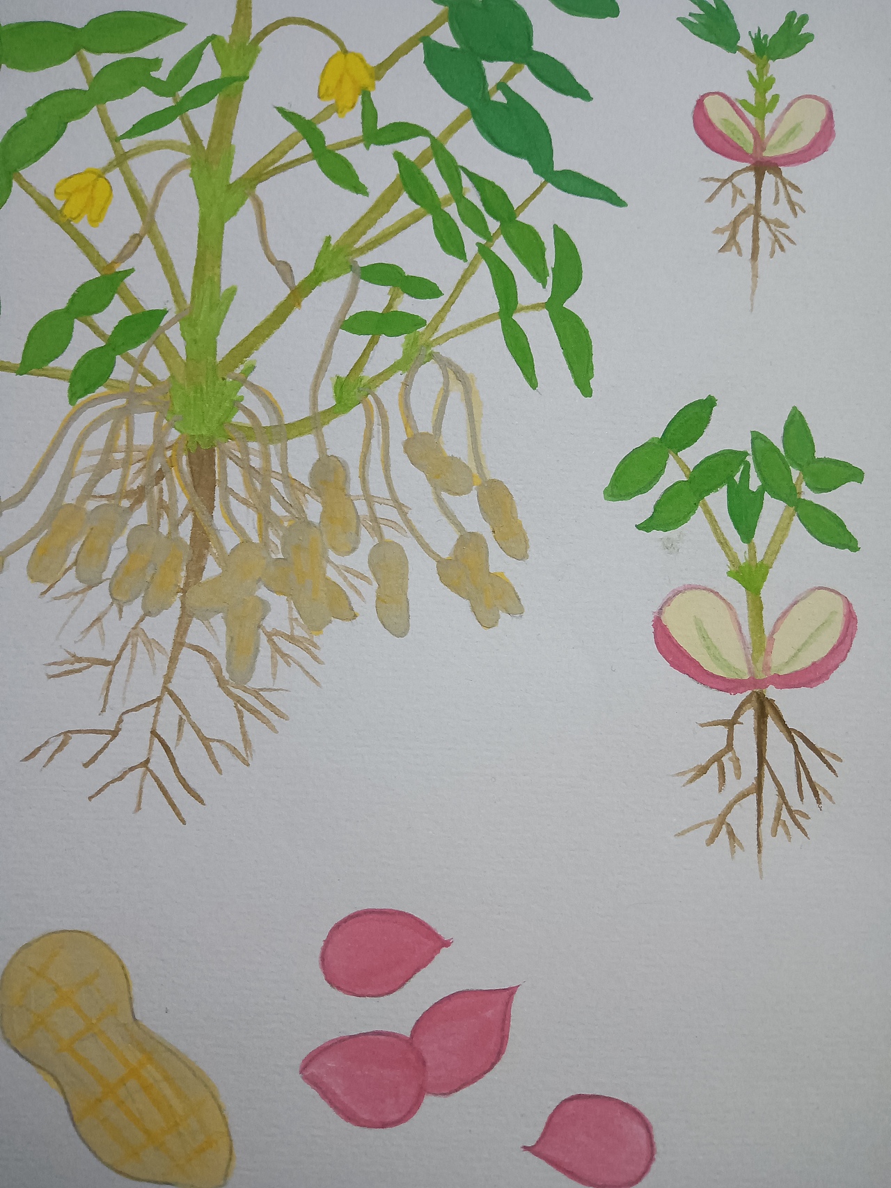 植物生长（花生）（图ZMjU5ODU5NDc2） - 创作习作 - 站酷设计师深海珍珠原创素材 - 站酷ZCOOL