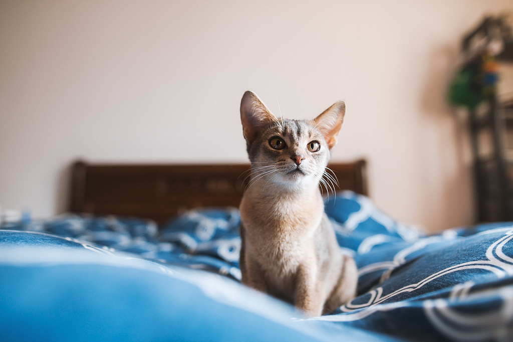 【均木纪实宠物摄影】 独特的喵星人--阿比西尼亚猫（图ZMTQ2MjU5MDky） - 宠物摄影 - 站酷设计师均木纪实宠物摄影原创素材 - 站酷ZCOOL