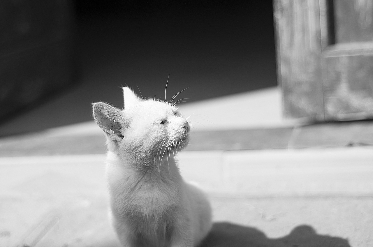 来自乡下的文艺——猫姐(>^ω^<)!!