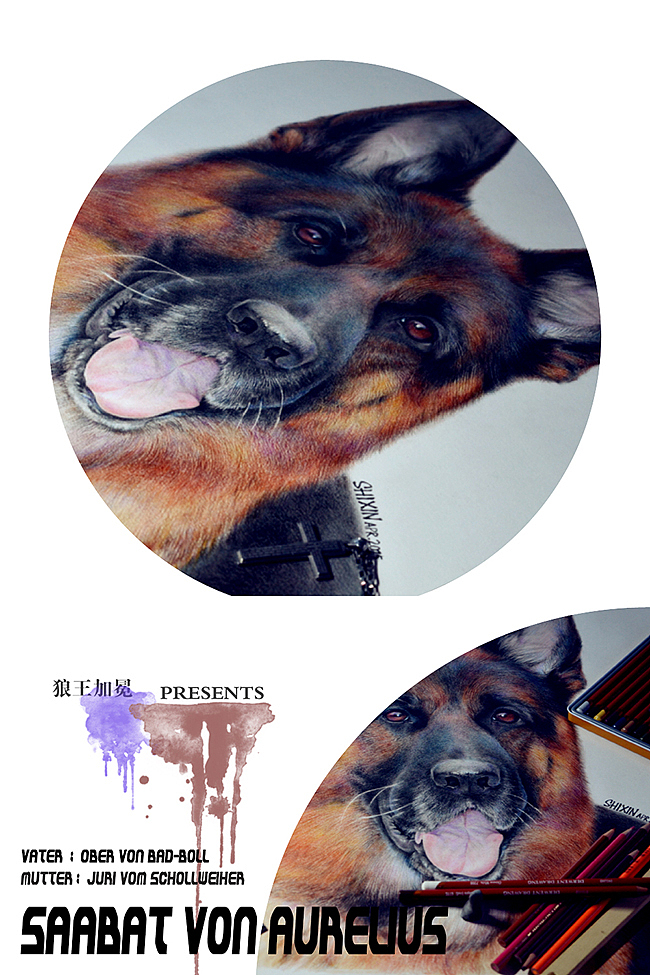 GERMANSHEPHERD DOG HEAD SHOT（图ZMjY2Nzc0MDQ=） - 绘画 - 站酷设计师狼王加冕原创素材 - 站酷ZCOOL