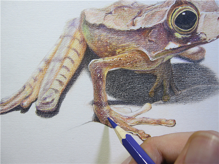 纸上彩铅--《囊蛙》过程随录（图ZMTczOTEyOTY=） - 绘画 - 站酷设计师超超的青葱原创素材 - 站酷ZCOOL