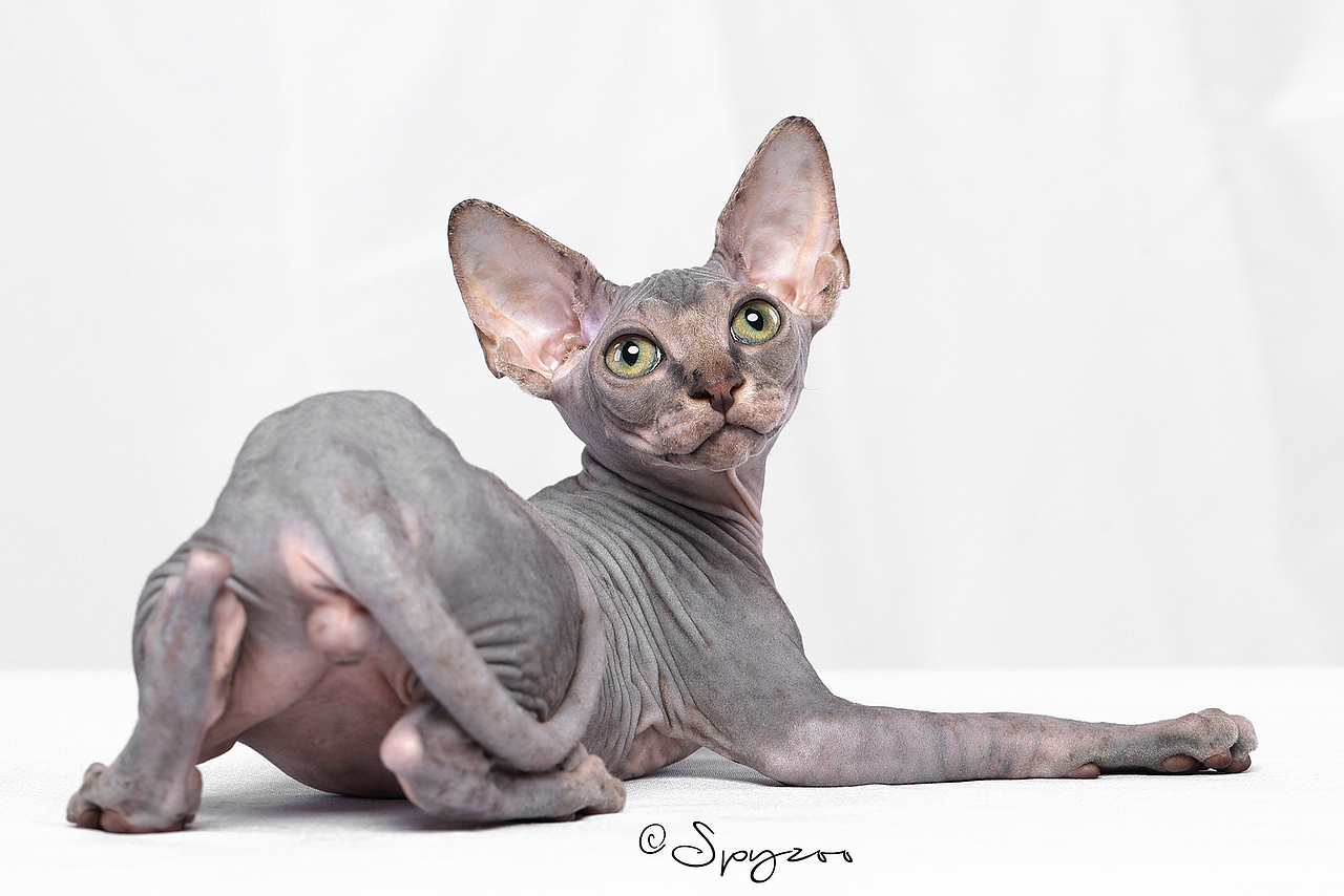 SPYZOO猫赛猫照片之「斯芬克斯无毛猫」
