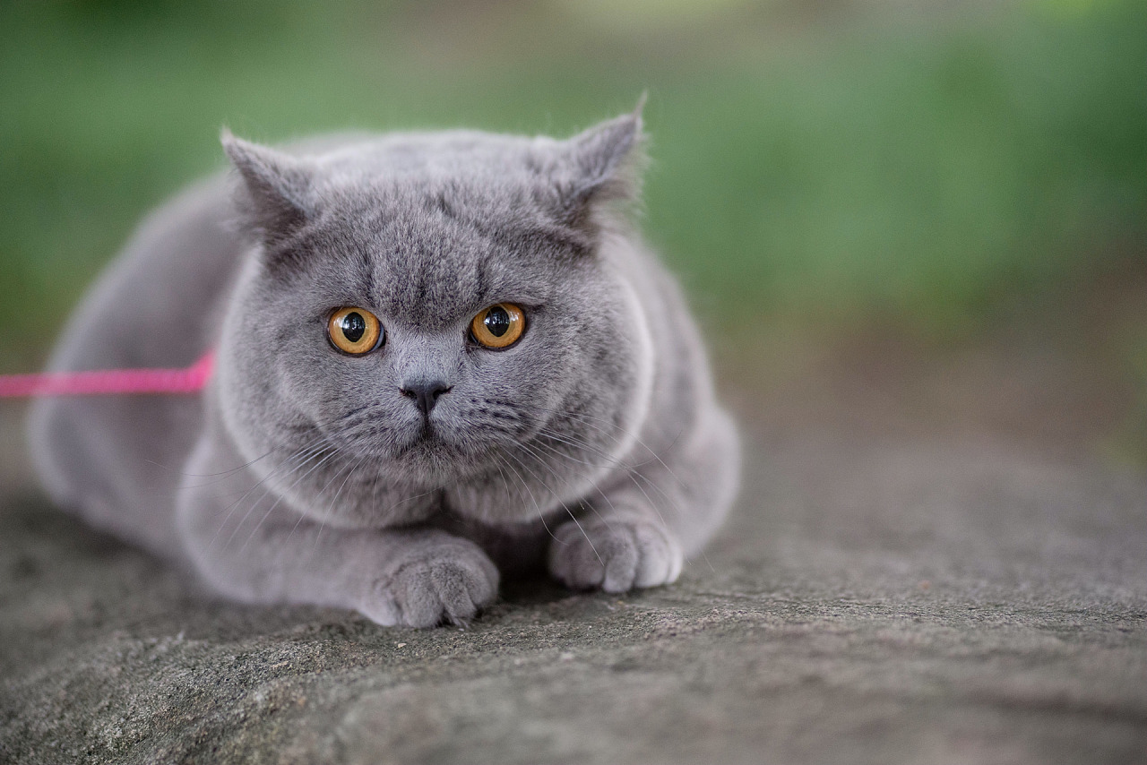 英短蓝猫纯蓝色英国短毛猫沐米猫舍适合当种猫