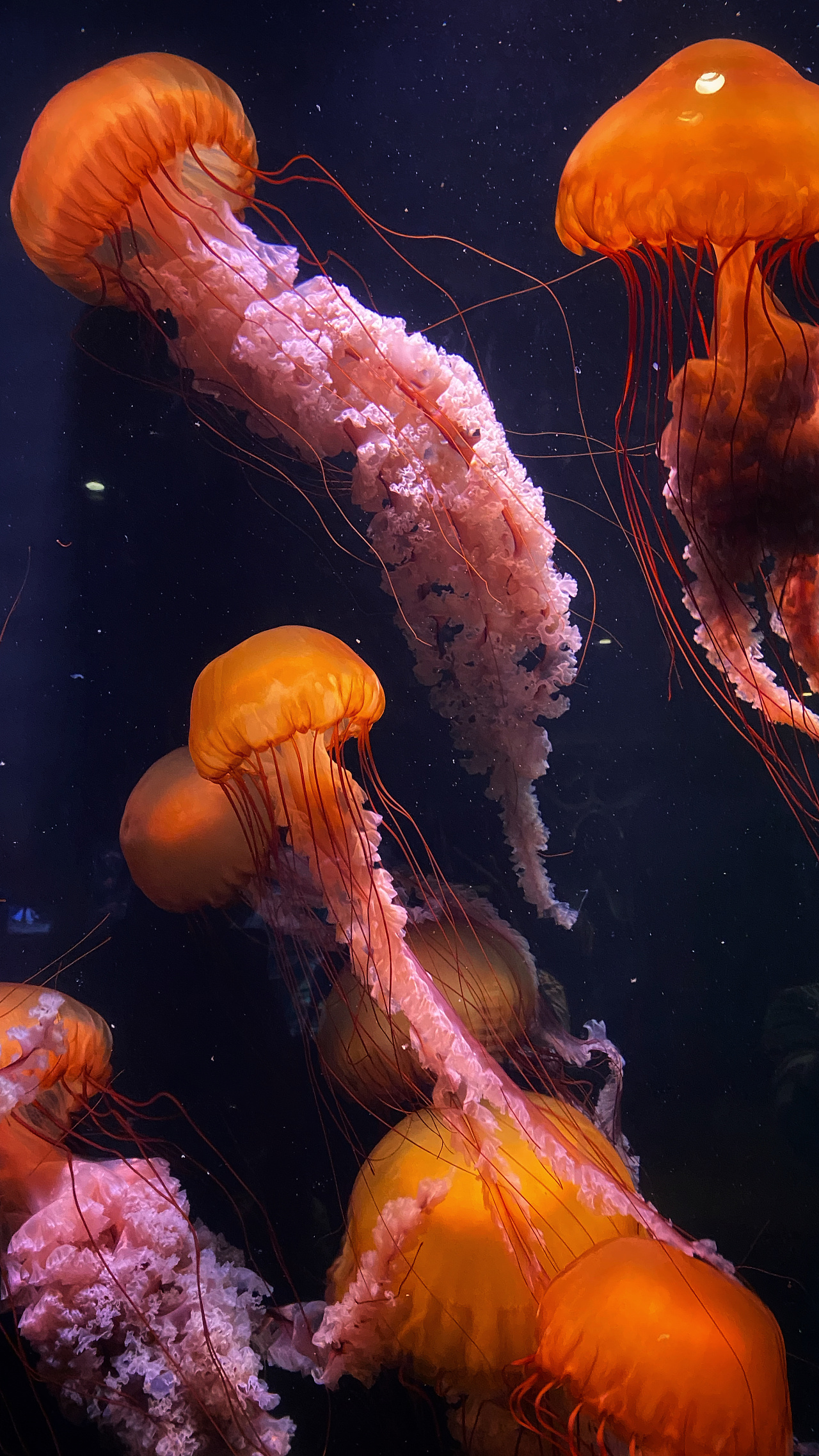 红水母-最美的衣裳莫过于你身上的红裙