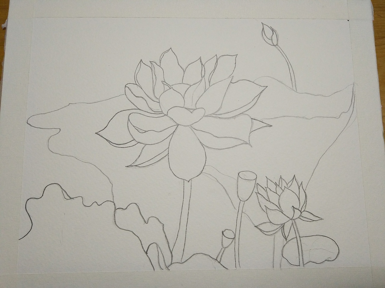 周末荷花水彩练习