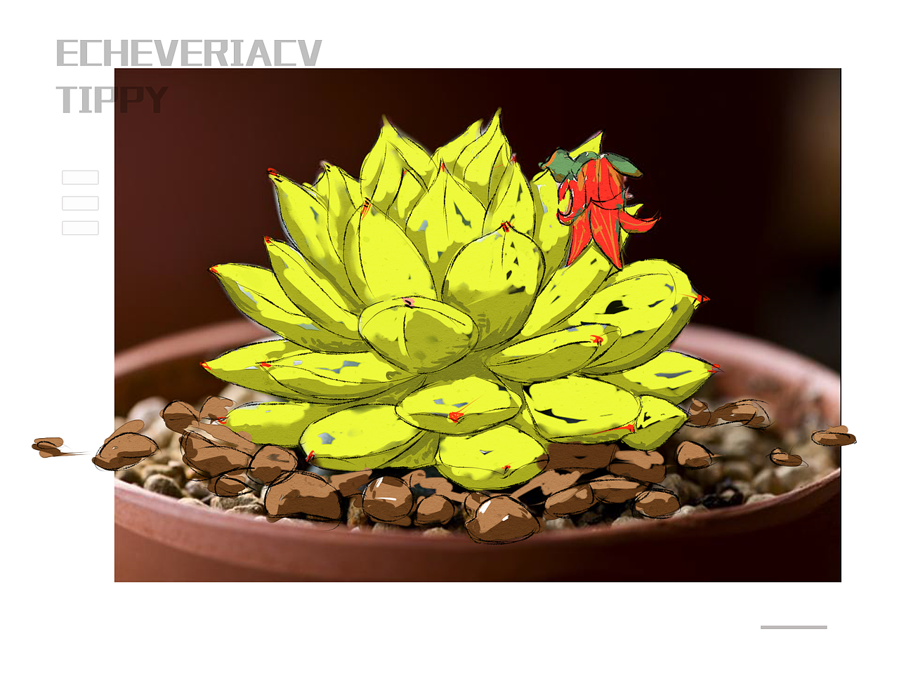 多肉 水彩 插画（图ZMzAyNTIxNTY=） - 艺术插画 - 站酷设计师修壹原创素材 - 站酷ZCOOL