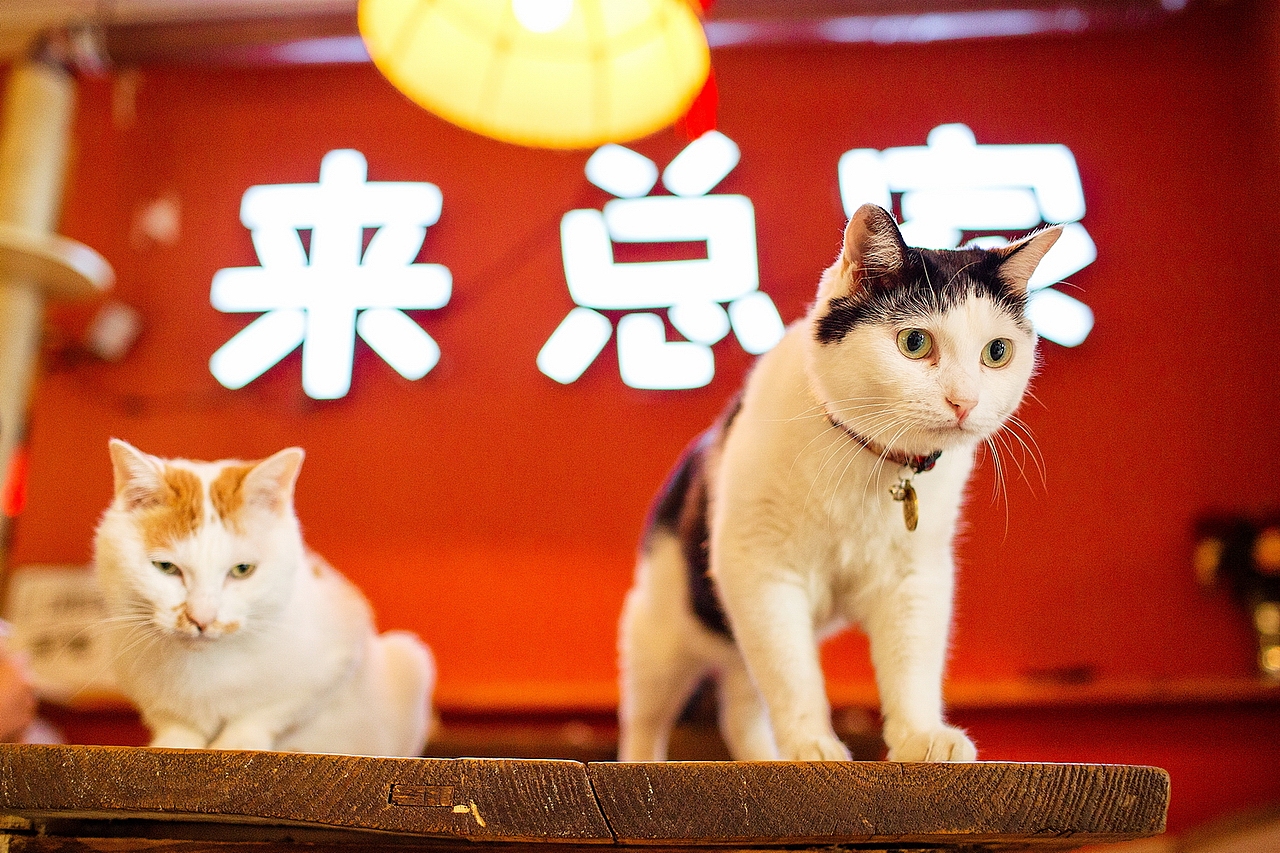 来总家的喵星人