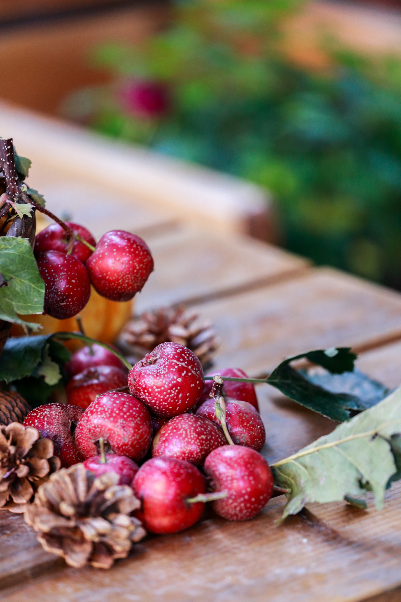 红果与南瓜的故事