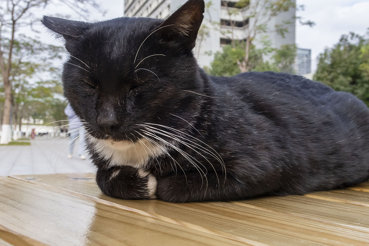 【信息学院】学校内形形色色的猫