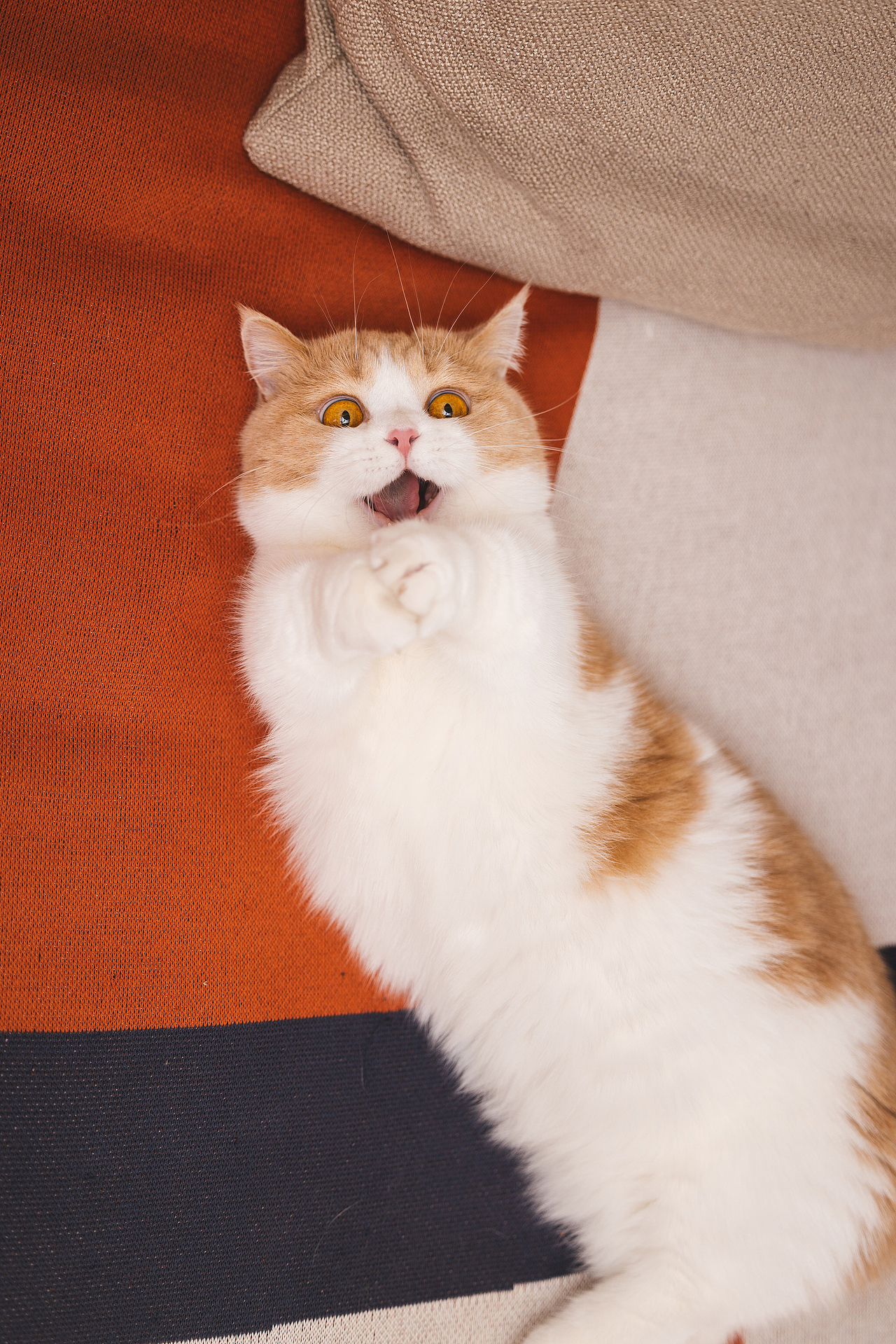 猫的私房 第六季