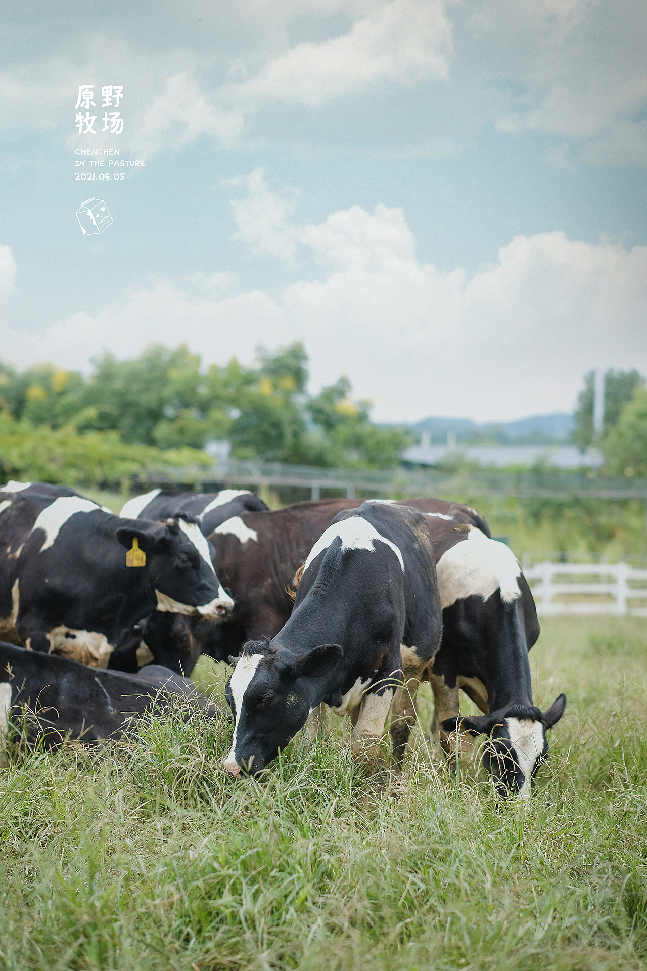 牧场童工的一天