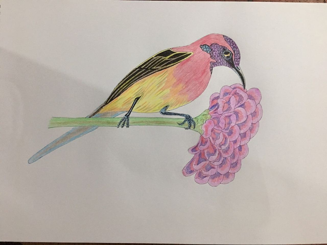 我画的鸟类写生