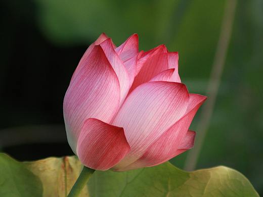 老法师最爱