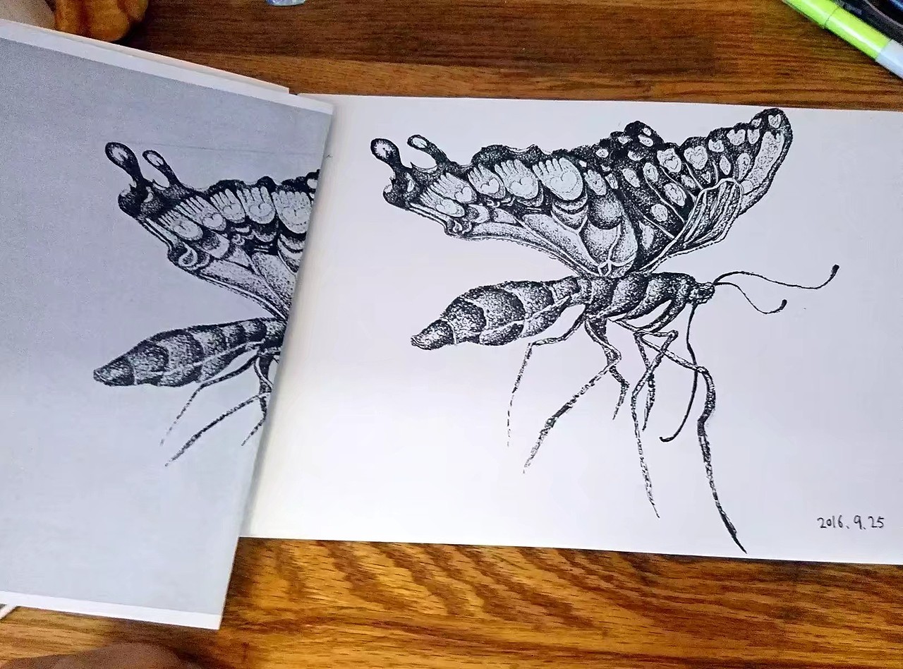 点绘 蝴蝶|插画|艺术插画|浪味仙baylor_原创作品-站酷zcool