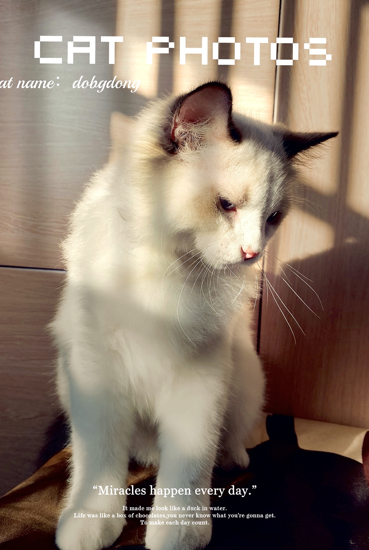 陽光??下的洞洞寫真照（圖ZMjY0MjU1NTUy） - 寵物攝影 - 站酷設(shè)計師小讓讓原創(chuàng)素材 - 站酷ZCOOL