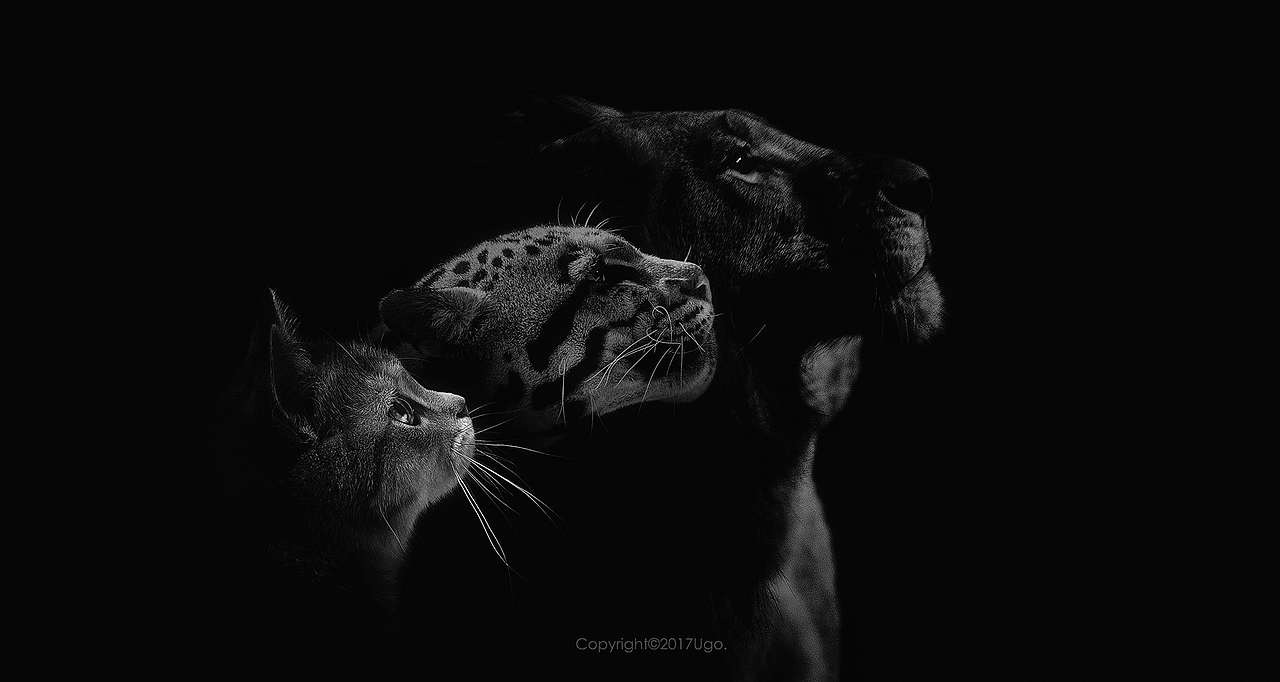 enchanted着迷 【动物摄影师何某某个人作品16】（图ZNzIyOTYyMDQ=） - 宠物摄影 - 站酷设计师超级何某某原创素材 - 站酷ZCOOL