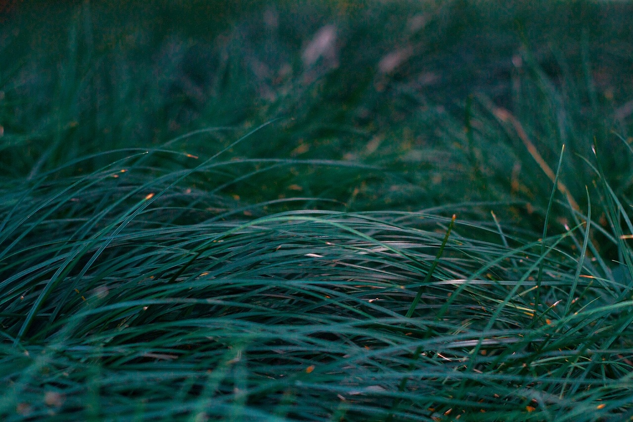 上海校园里的春光