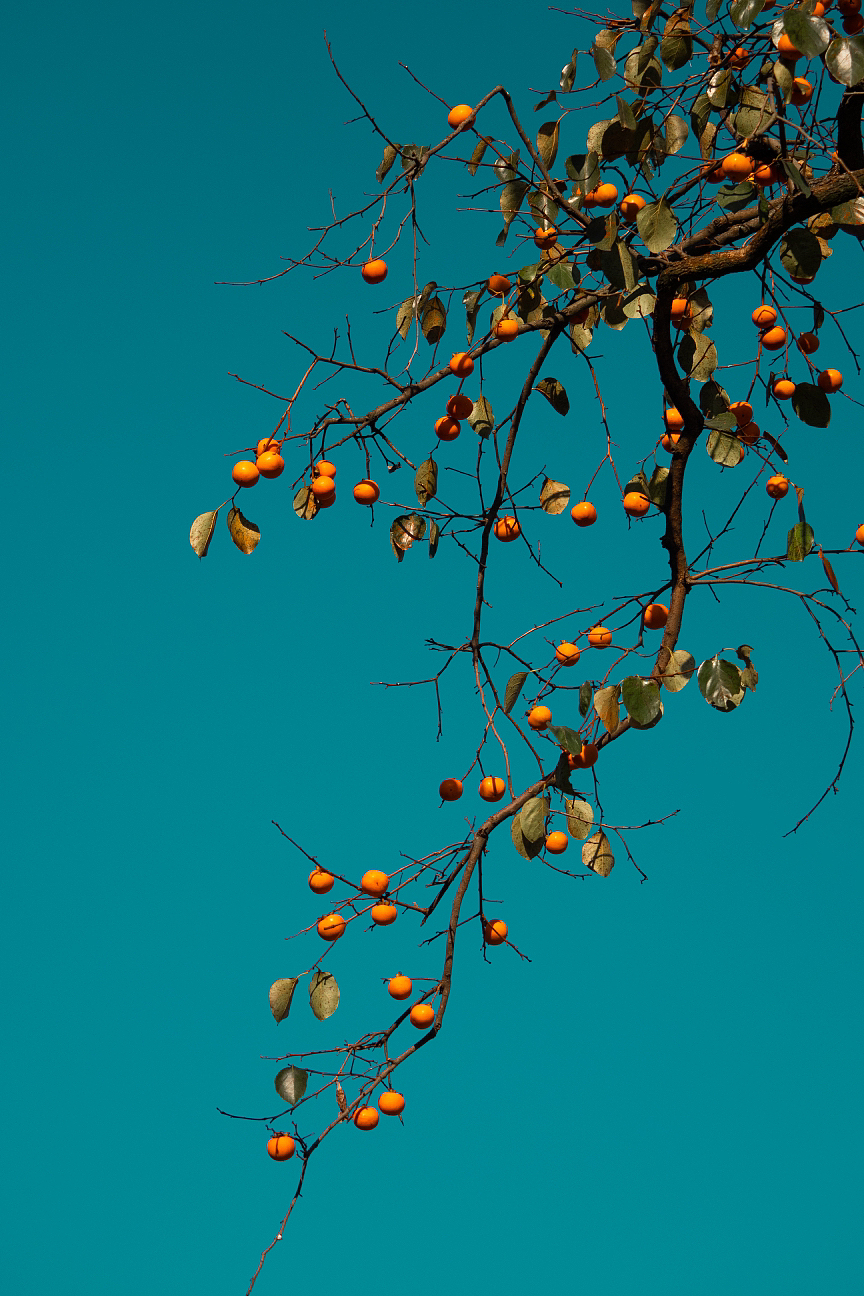 2022年的柿子🍅（图ZMzIxOTg0NjI0） - 风光摄影 - 站酷设计师马丁的老相机原创素材 - 站酷ZCOOL