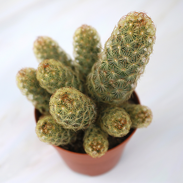 仙人掌-绿植-植物（图ZMTQyNzk1Nzk2） - 产品摄影 - 站酷设计师糖少爷原创素材 - 站酷ZCOOL