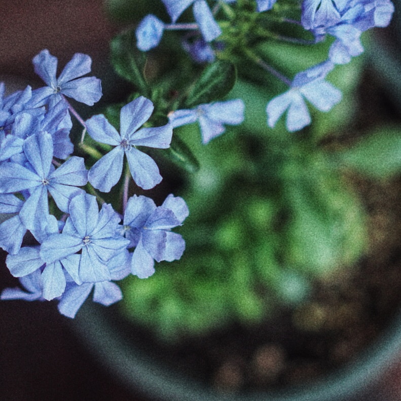 那些花儿（图ZMTc0NzAyNDQ0） - 人文/纪实摄影 - 站酷设计师rinoa33原创素材 - 站酷ZCOOL