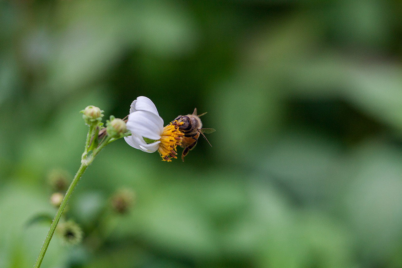 抓蜂捕蝶（图ZMzU3NzUwODg=） - 风光摄影 - 站酷设计师野蛮驴友原创素材 - 站酷ZCOOL
