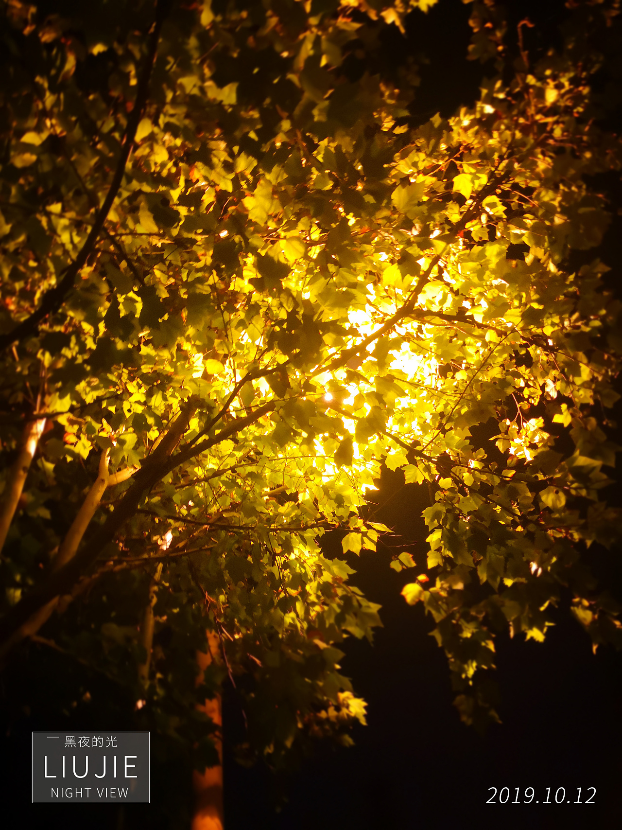 黑夜下的灯光,璀璨的大枫叶