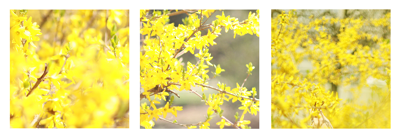 芳菲四月（图ZNzkwNzU0MzY=） - 人像摄影 - 站酷设计师任洪辉原创素材 - 站酷ZCOOL