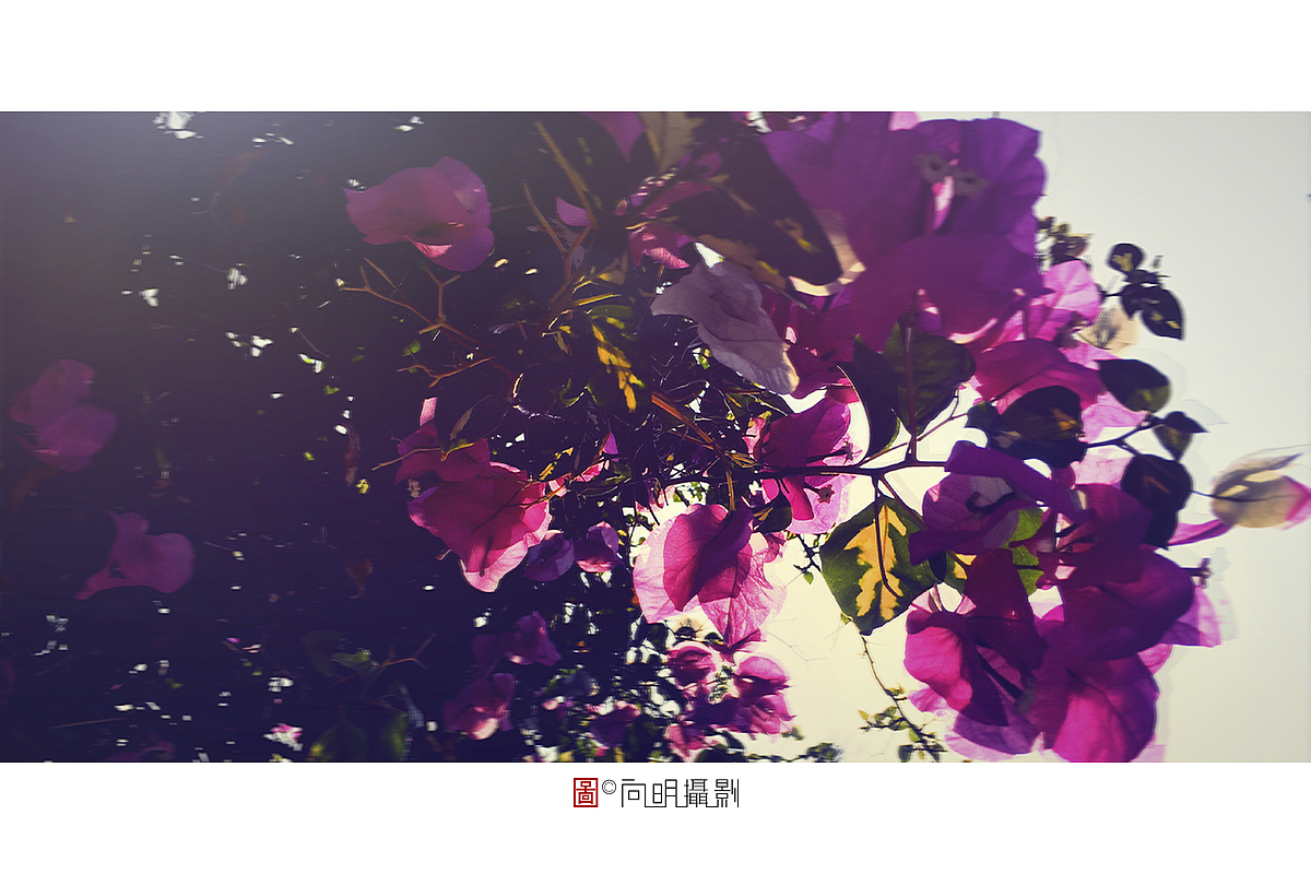 手机随拍。（图ZMTY2NTc0MDc2） - 风光摄影 - 站酷设计师o大象叔叔o原创素材 - 站酷ZCOOL