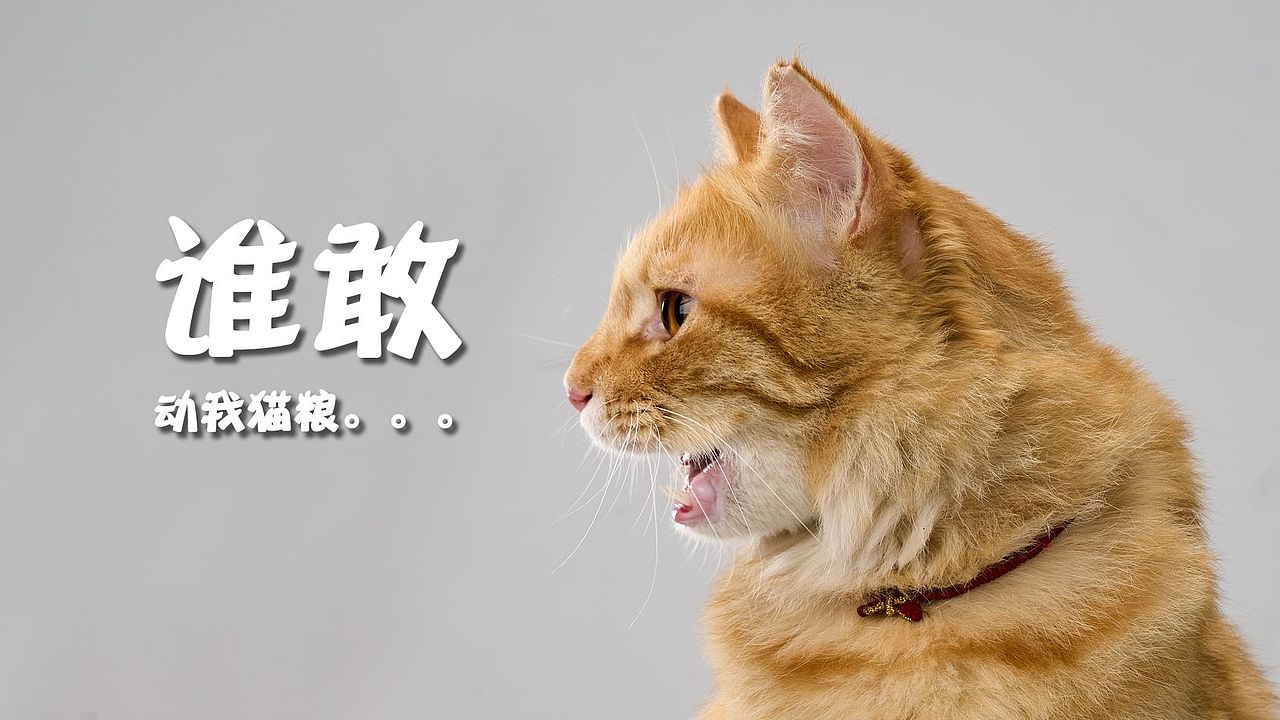 萌猫来袭
