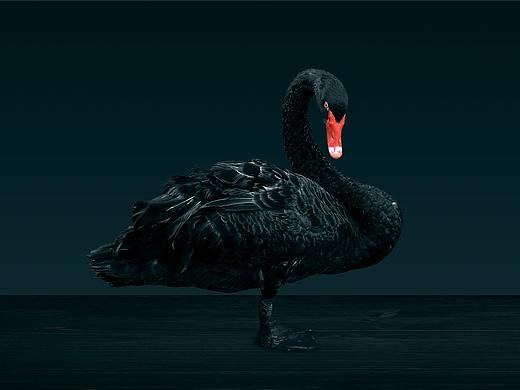摄影-黑天鹅