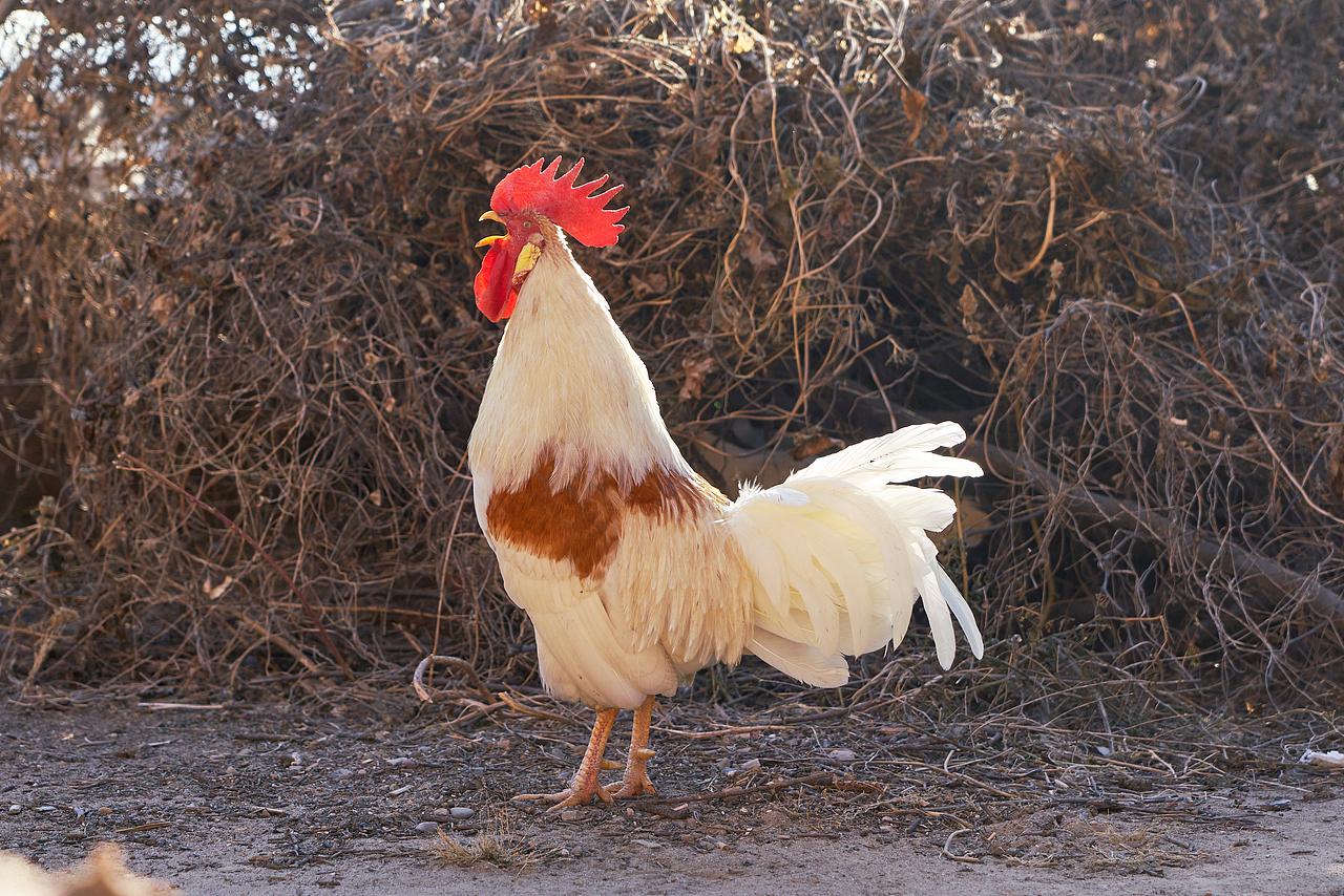 三千公里就为了看眼窑洞【山西碛口】（图ZMTM4ODY0Nzg4） - 风光摄影 - 站酷设计师Samchen原创素材 - 站酷ZCOOL