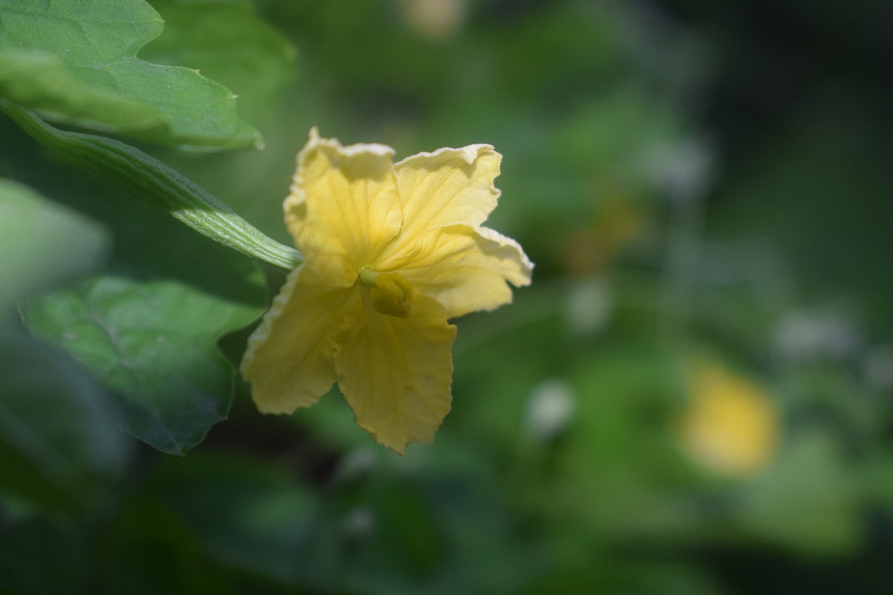 摄影花朵（图ZMjIxMzg1NDI0） - 其他摄影 - 站酷设计师一山花月原创素材 - 站酷ZCOOL