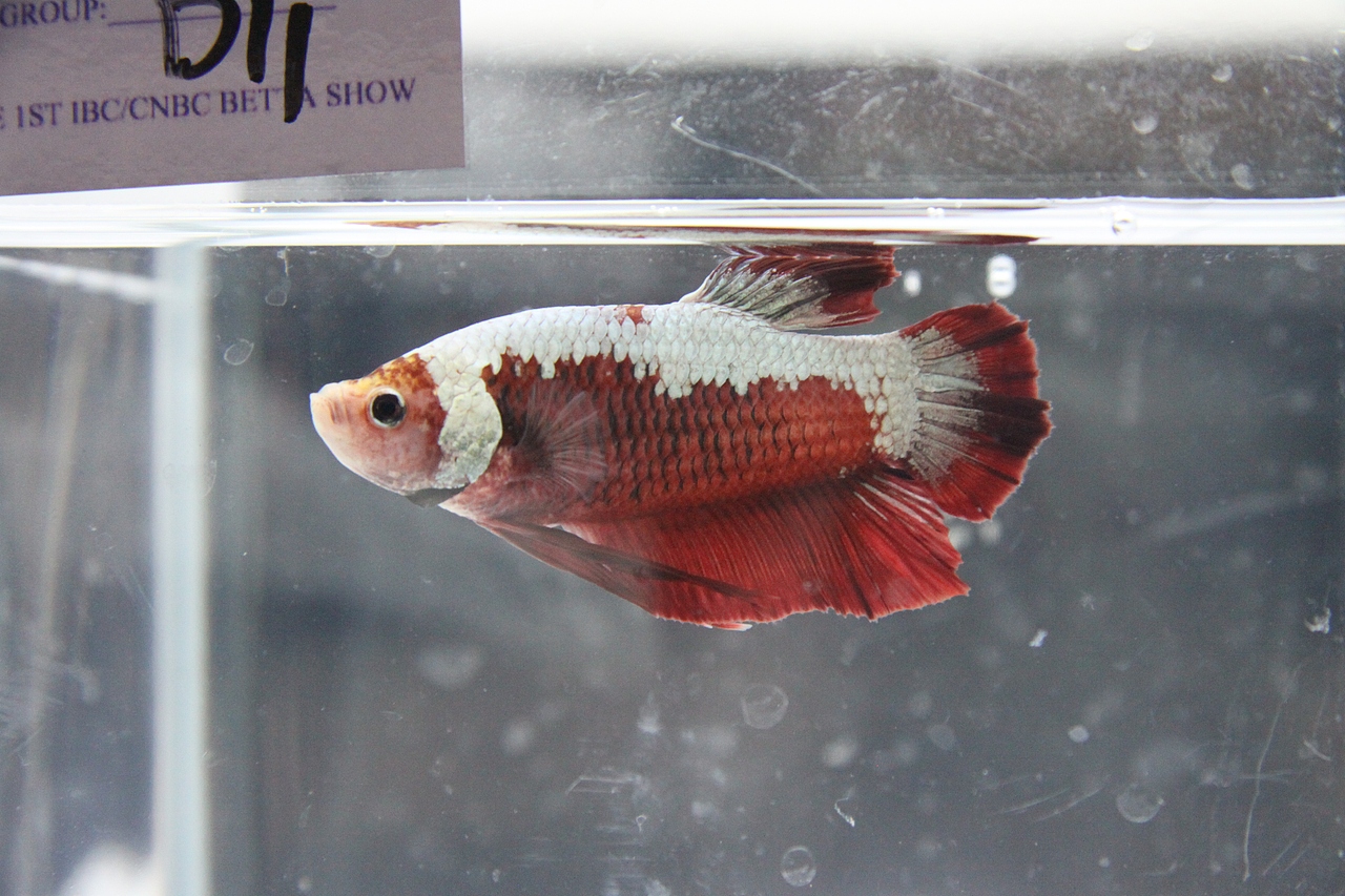 世界斗鱼观赏比赛 补充汇报