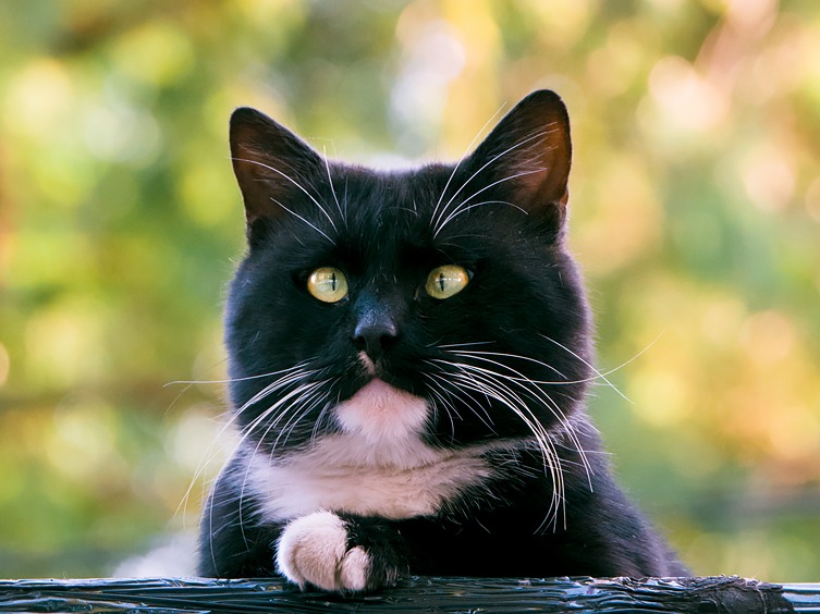 走街串巷寻拍一整年，只为这20张可爱的猫咪萌照！
