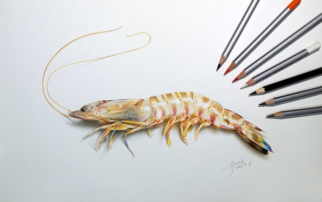 彩铅插画—老虎虾（图ZMjk5OTEyNjg=） - 绘画 - 站酷设计师面包超人zZ原创素材 - 站酷ZCOOL