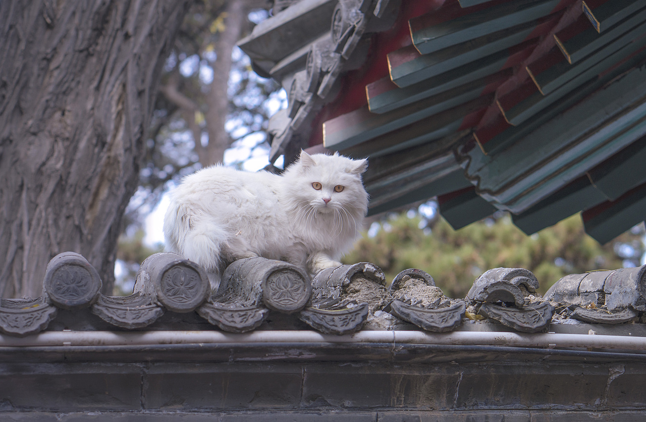 满城秋色的京城（图ZMjM1NjAyNTQ0） - 风光摄影 - 站酷设计师小红帽JN原创素材 - 站酷ZCOOL