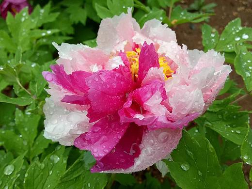 春风拂过,细雨连绵,牡丹花开