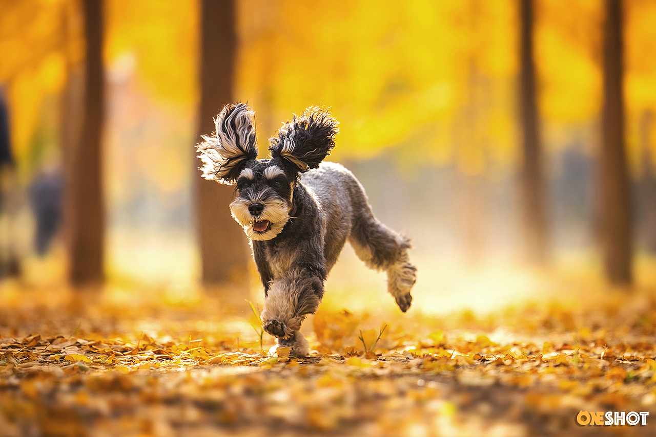 北京的秋天太美了