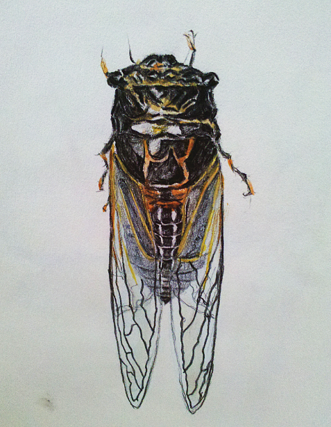 手绘速写（图ZMTY1MjcxNjYw） - 绘画 - 站酷设计师wira冉2019原创素材 - 站酷ZCOOL