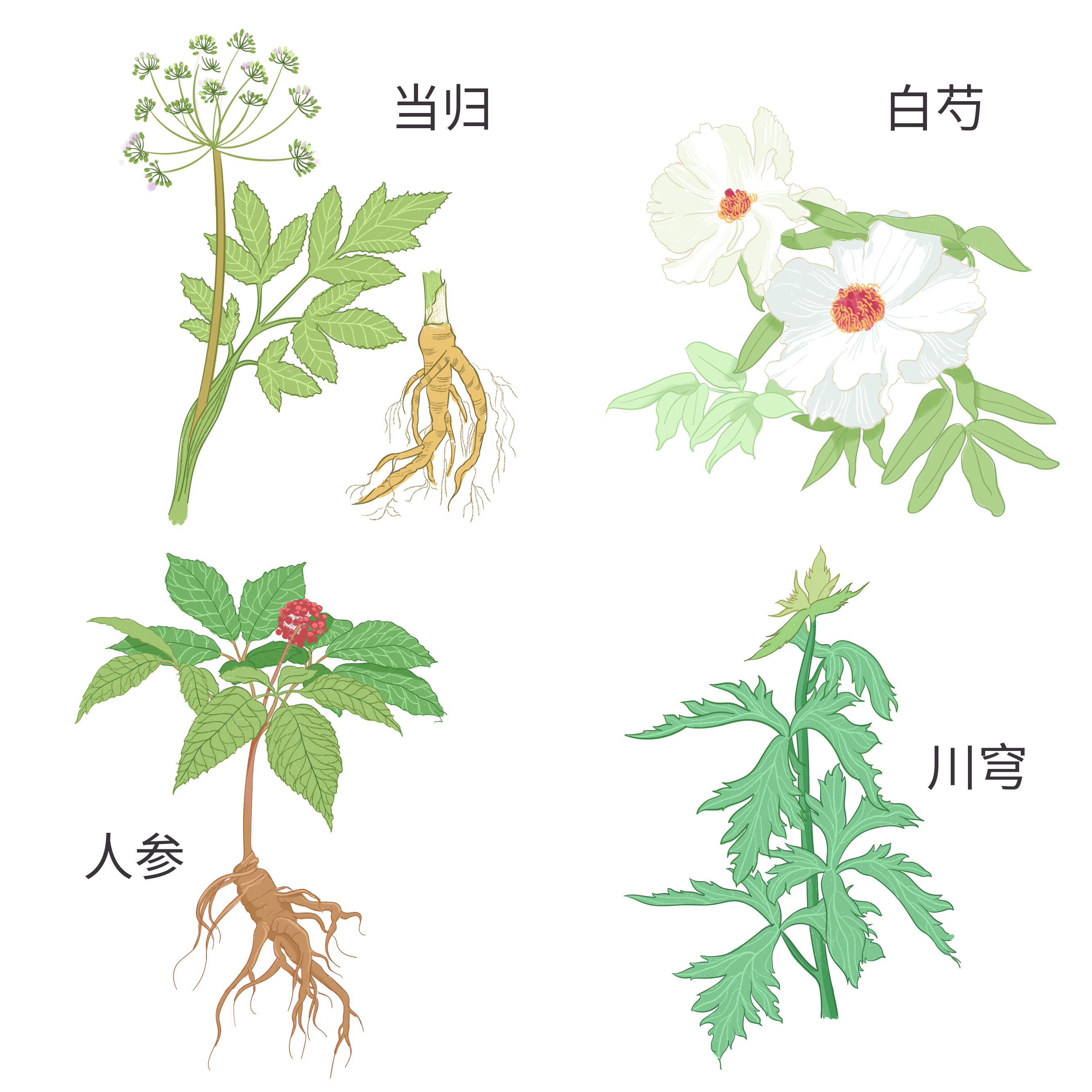 草本植物绘画|插画|商业插画|GNGNG小Ming - 原创作品 - 站酷 (ZCOOL)