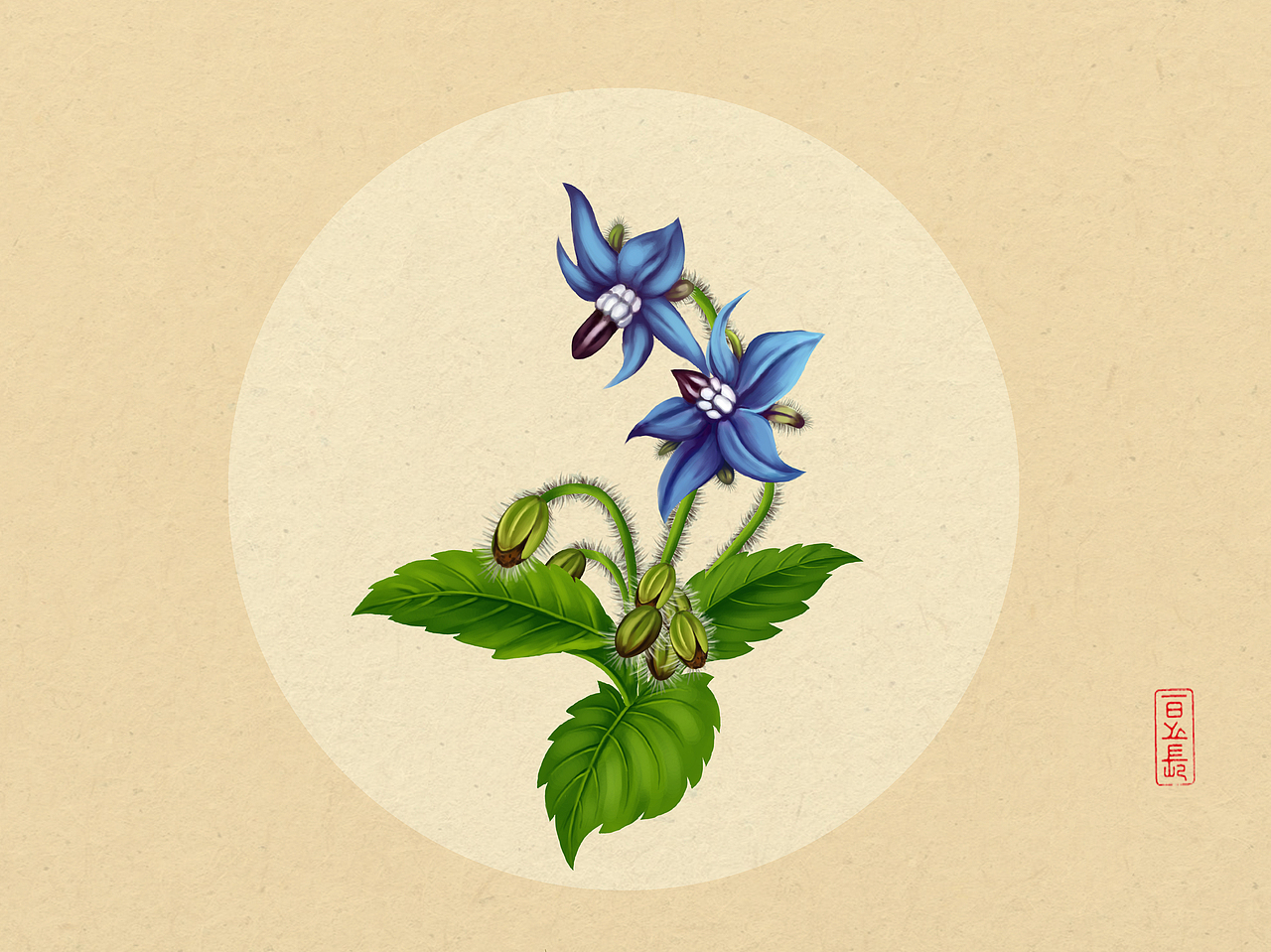 植物插画系列（三）（图ZODQxNTQzMzI=） - 商业插画 - 站酷设计师日光倾城417原创素材 - 站酷ZCOOL