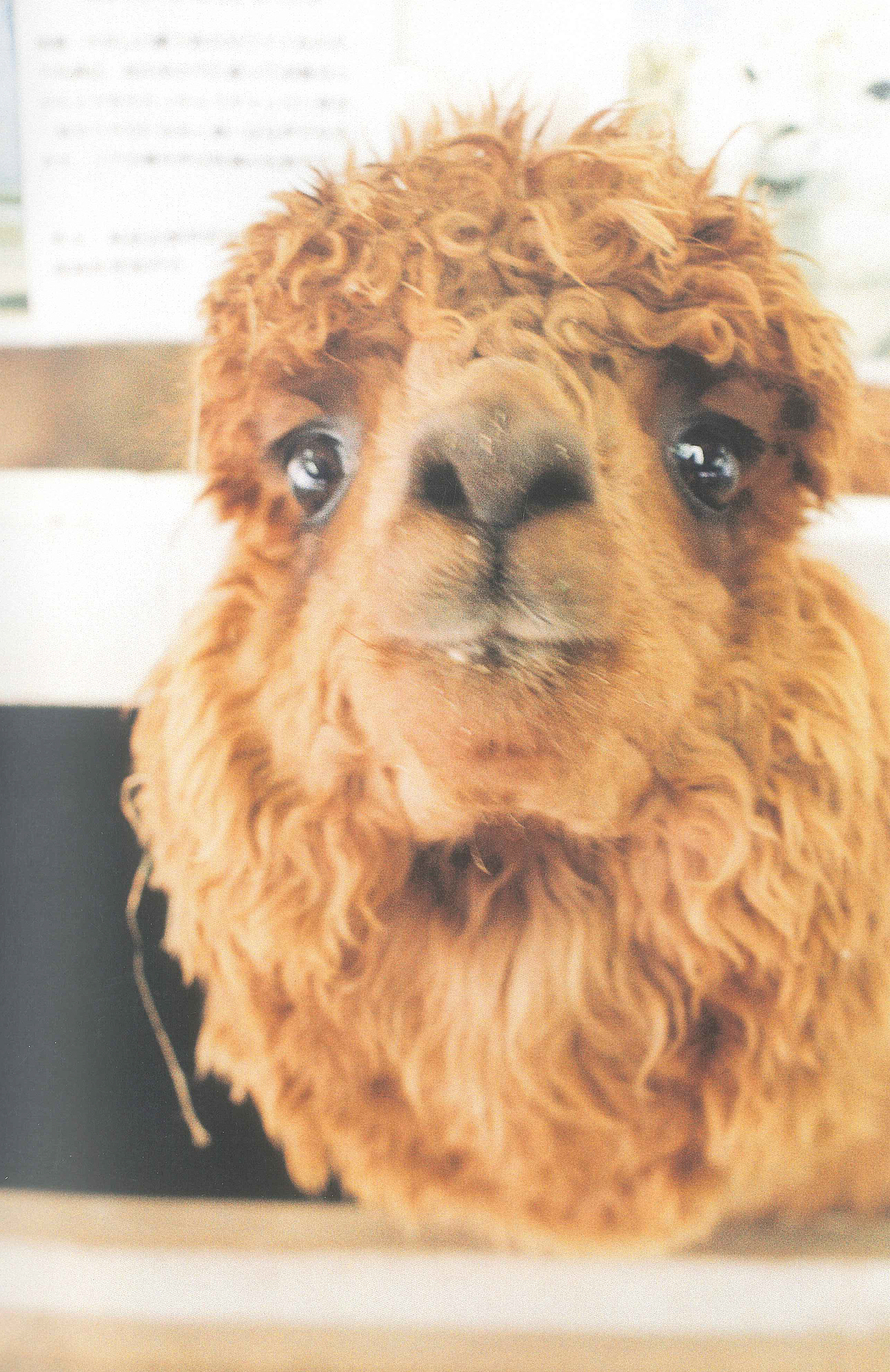 十二月十五日天气晴零下五度 ​​​​（图ZMTQwNzM1MTUy） - 人像摄影 - 站酷设计师NiccoCai原创素材 - 站酷ZCOOL